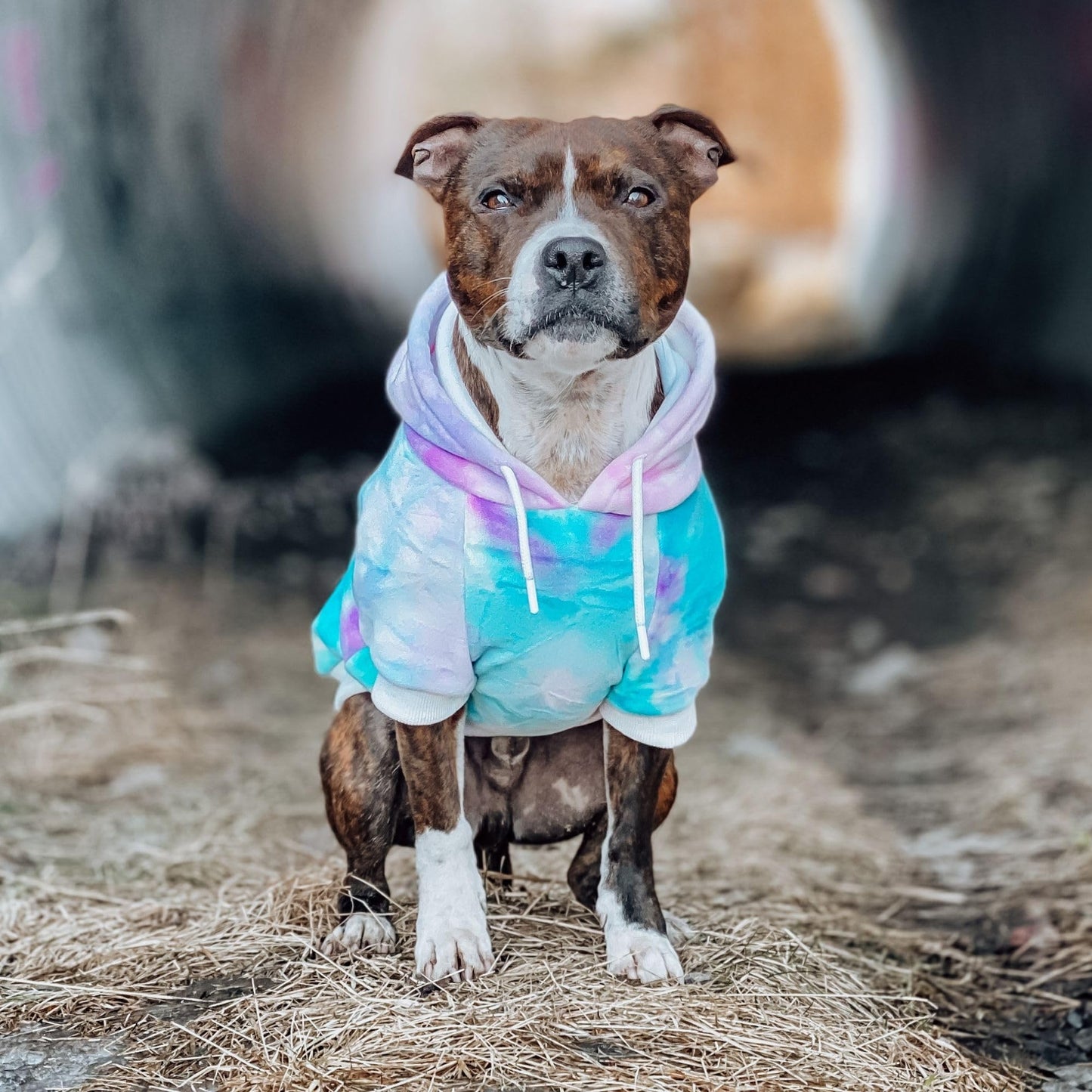 Spark Paws Dog Hoodie - Premium Quality, Buttery Soft, Superior Comfort and Fit, Calming Fleece Interior, Suitable for All Breeds - Cyber Punk - XL