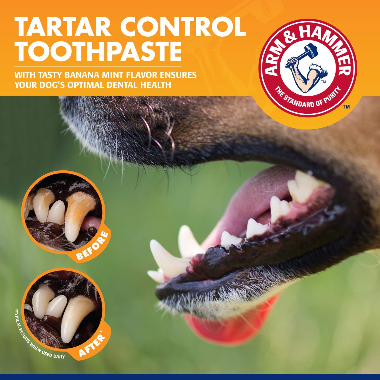 Arm & Hammer for Pets Tartar Control Kit for Dogs | Contains Toothpaste, Toothbrush & Fingerbrush | Reduces Plaque & Tartar Buildup | Safe for Puppies, 3-Piece , Beef Flavor